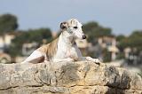 WHIPPET 251
